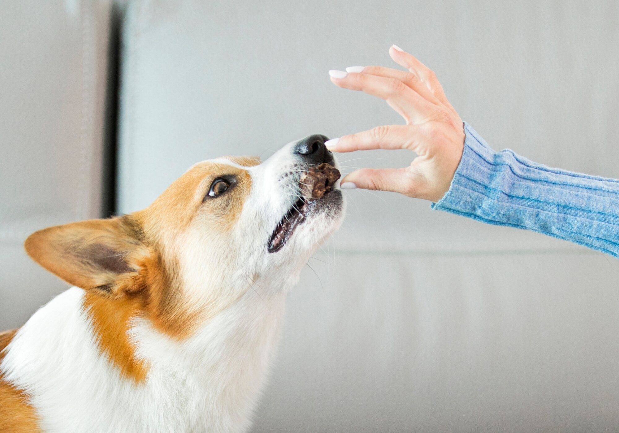 Can Dogs Eat Cat Treats (and Vice Versa)