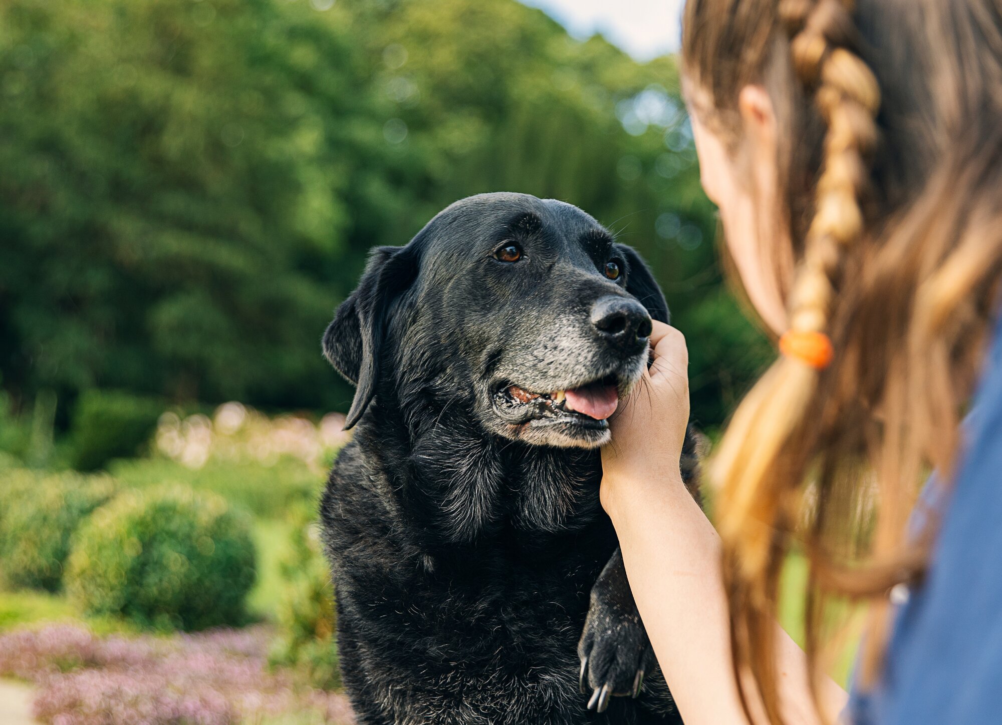 10 Signs of Cancer in Dogs and What You Should Do