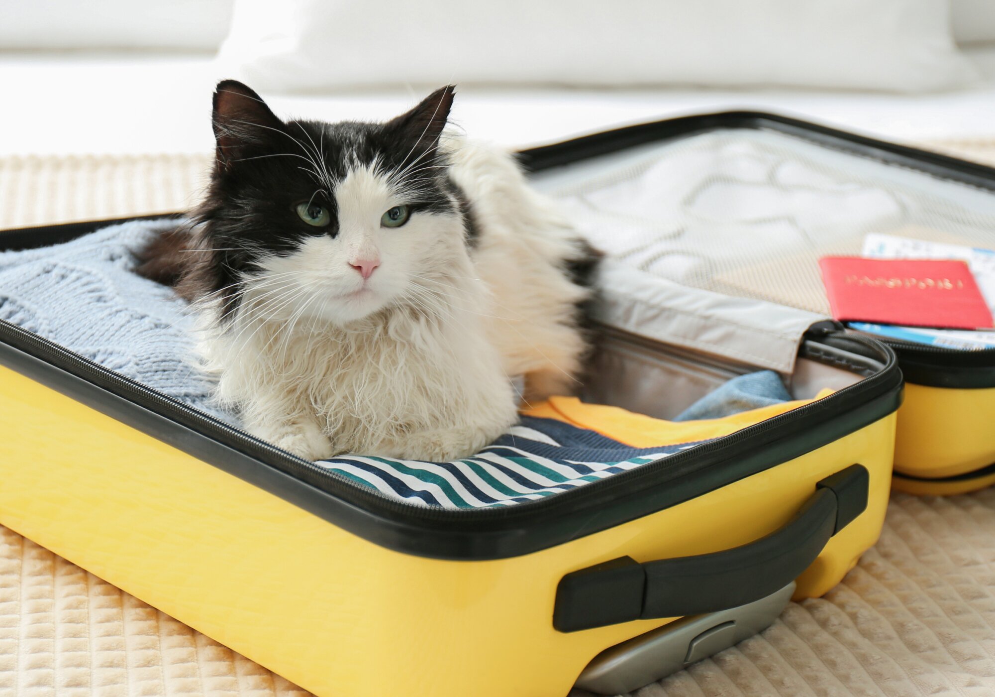 How to Travel With a Cat: 15 Questions and Safety Tips