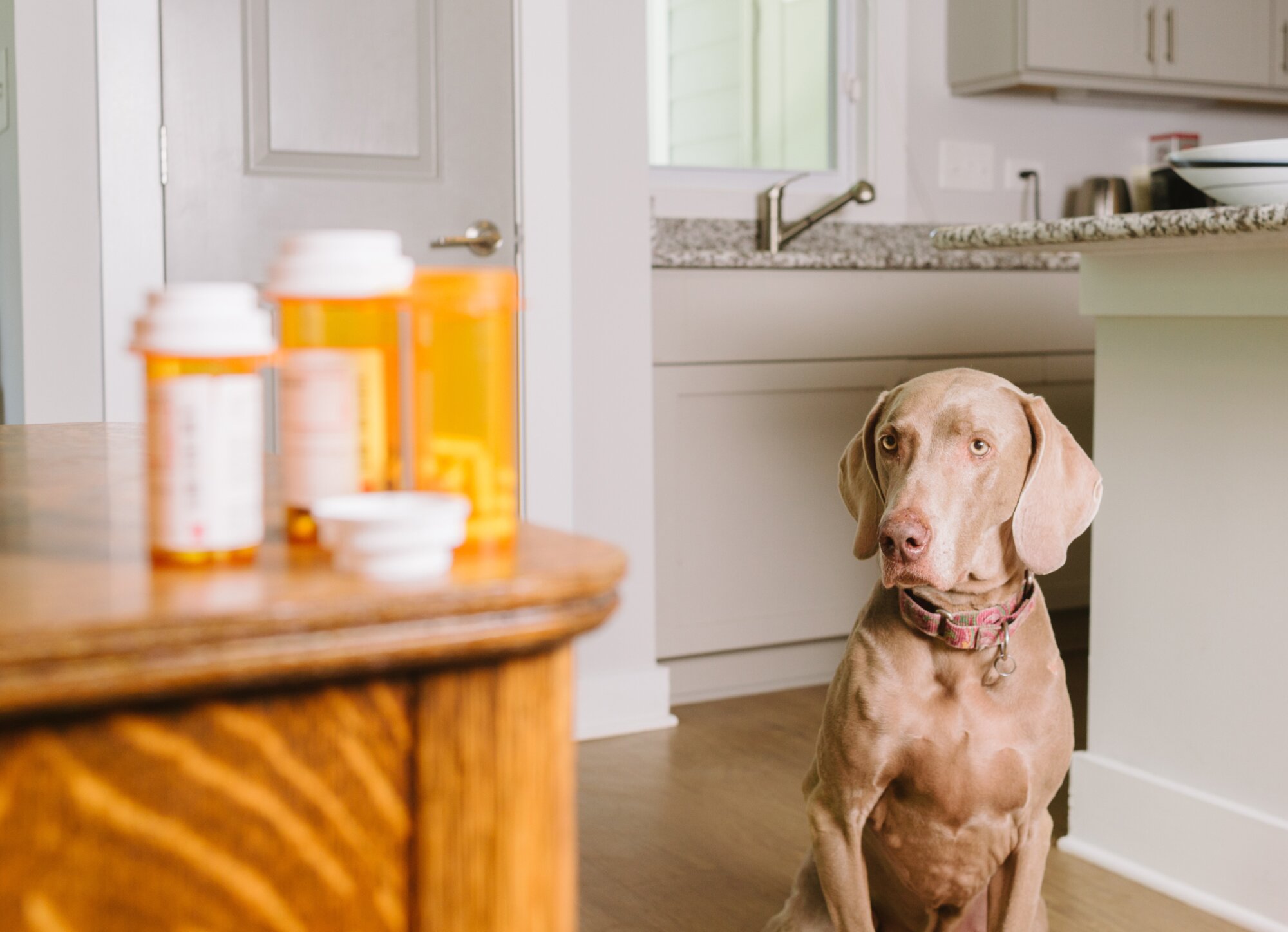 How to Get a Dog to Take a Pill: 8 Tips