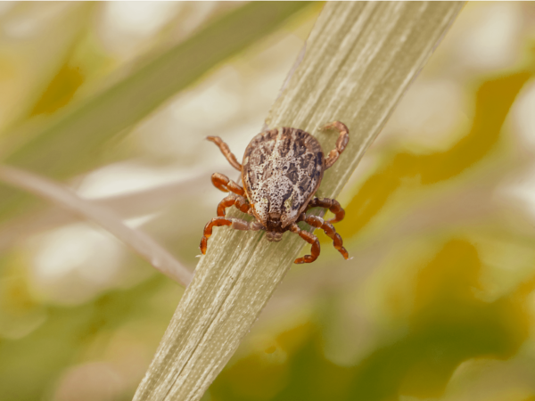 2. Mild, damp conditions fuel pest growth. While flea activity slows down post-summer, fleas can survive well into cooler temps — and ticks are more active than ever in the fall. Autumn showers can create the damp, humid conditions that flea larvae need to develop, and with moderate temps and added moisture, fall humidity lets fleas and ticks reproduce and spread easily. Fleas can transmit tapeworms, cause anemia, and worsen skin irritations. Ticks can carry Lyme disease, ehrlichiosis, and other serious illnesses. That’s why staying vigilant, even in cooler months, is crucial. STOP PESTS IN THEIR TRACKS