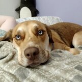 Loki from Virginia