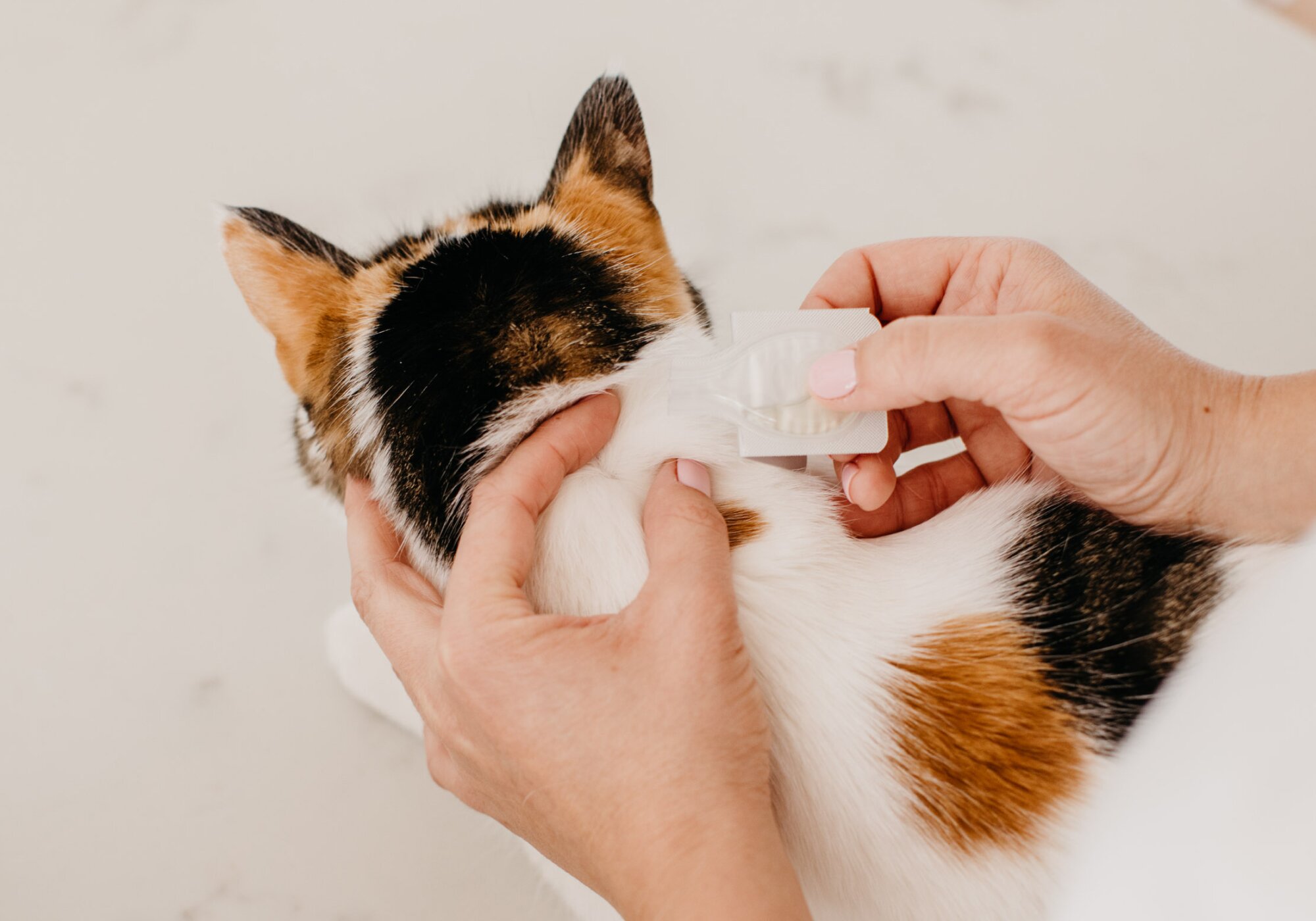 How to Apply Flea Treatment: Where, When, and Why