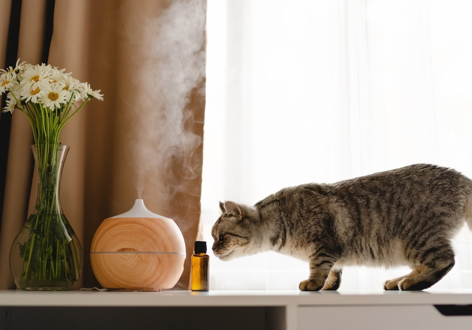 Do Cat Pheromones Work and What Are The Benefits