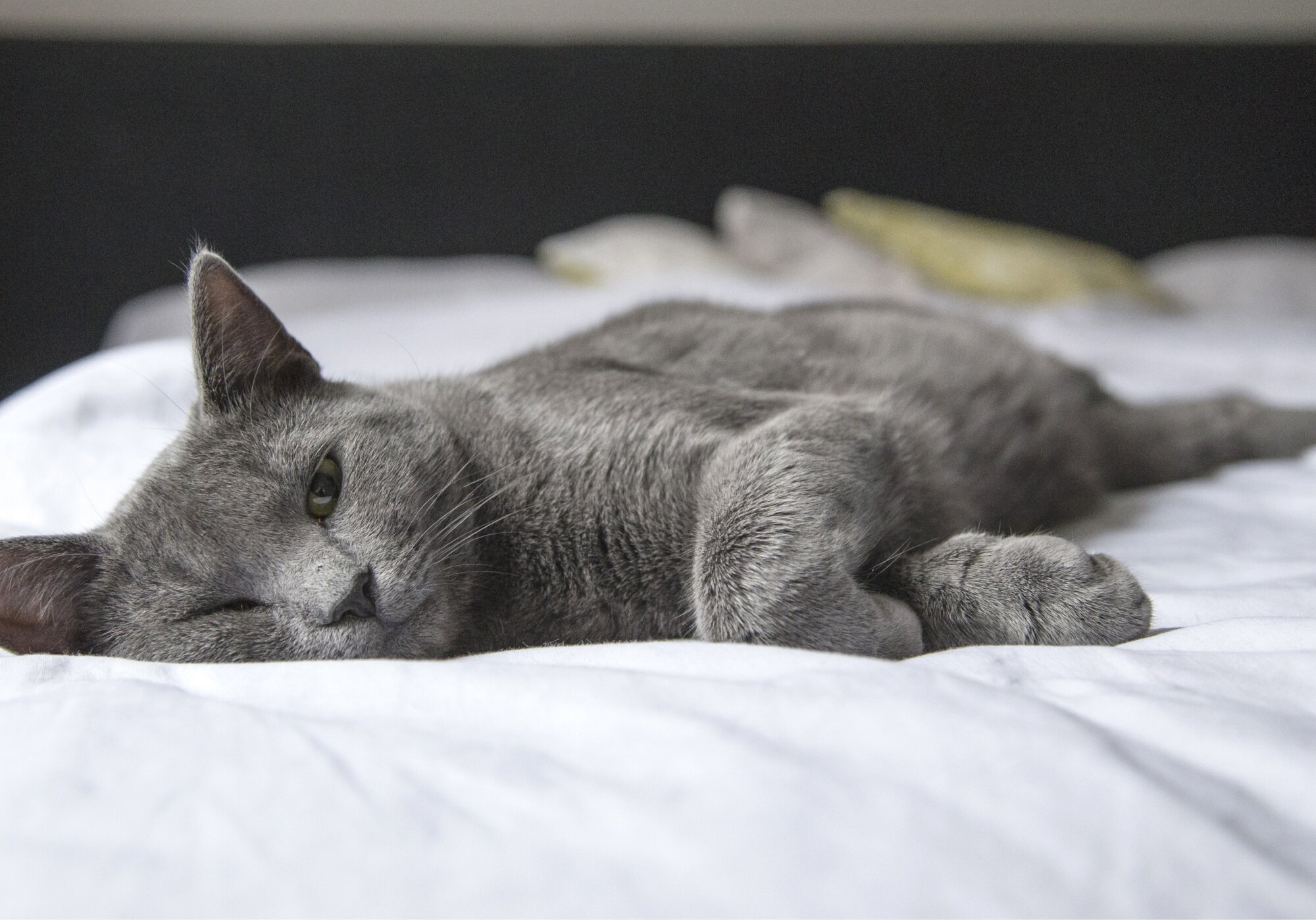 What Causes UTI in Cats & How to Treat a UTI at Home