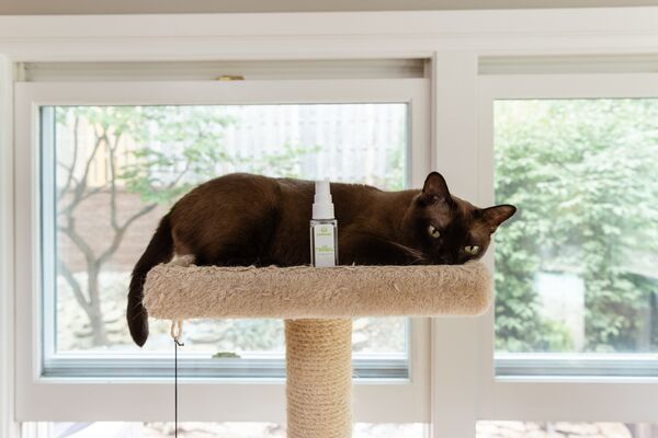 stressful behaviors in cats