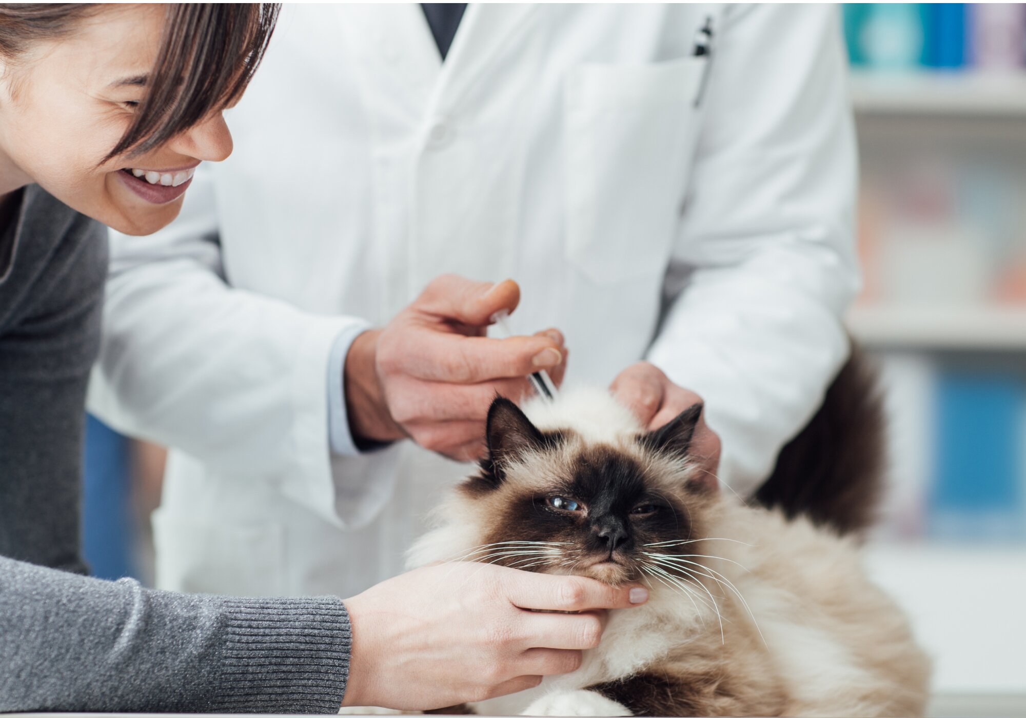 What Vaccines Do Cats Need and Why They're Important