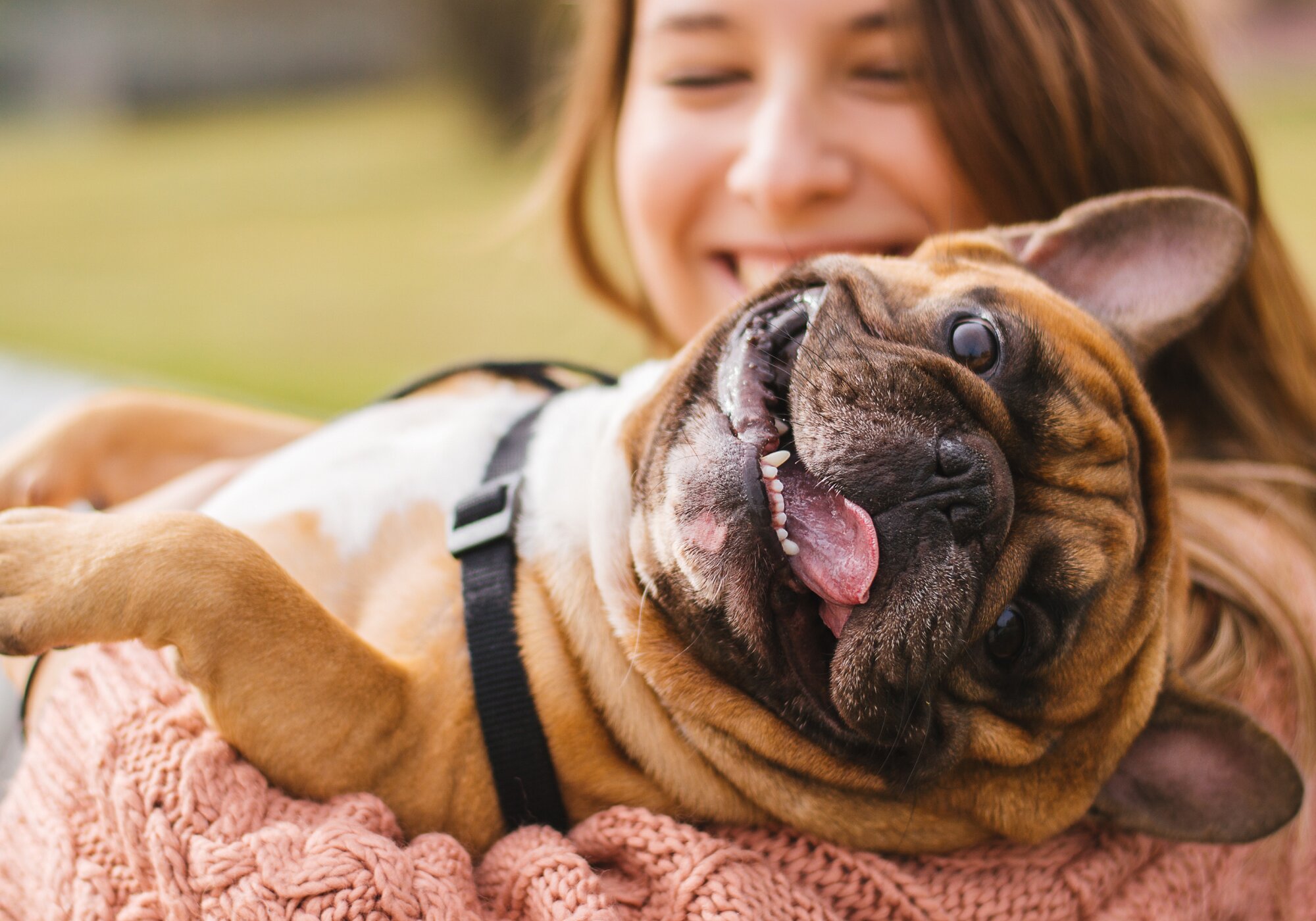 Why, When, and How Often Should You Brush Your Dogs' Teeth