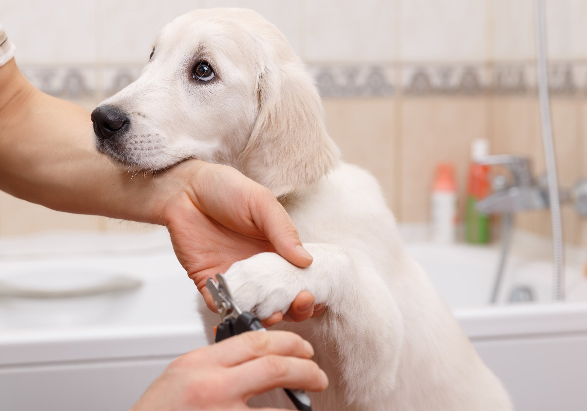 How to Trim Your Dog's Nails Safely at Home: Tips & Tools