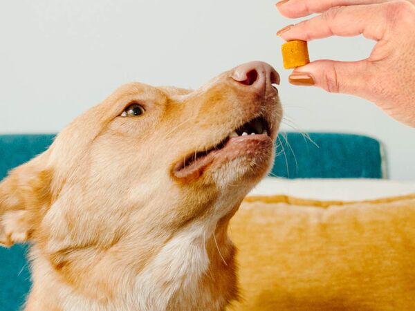 Daily Dog Multivitamin Supplements