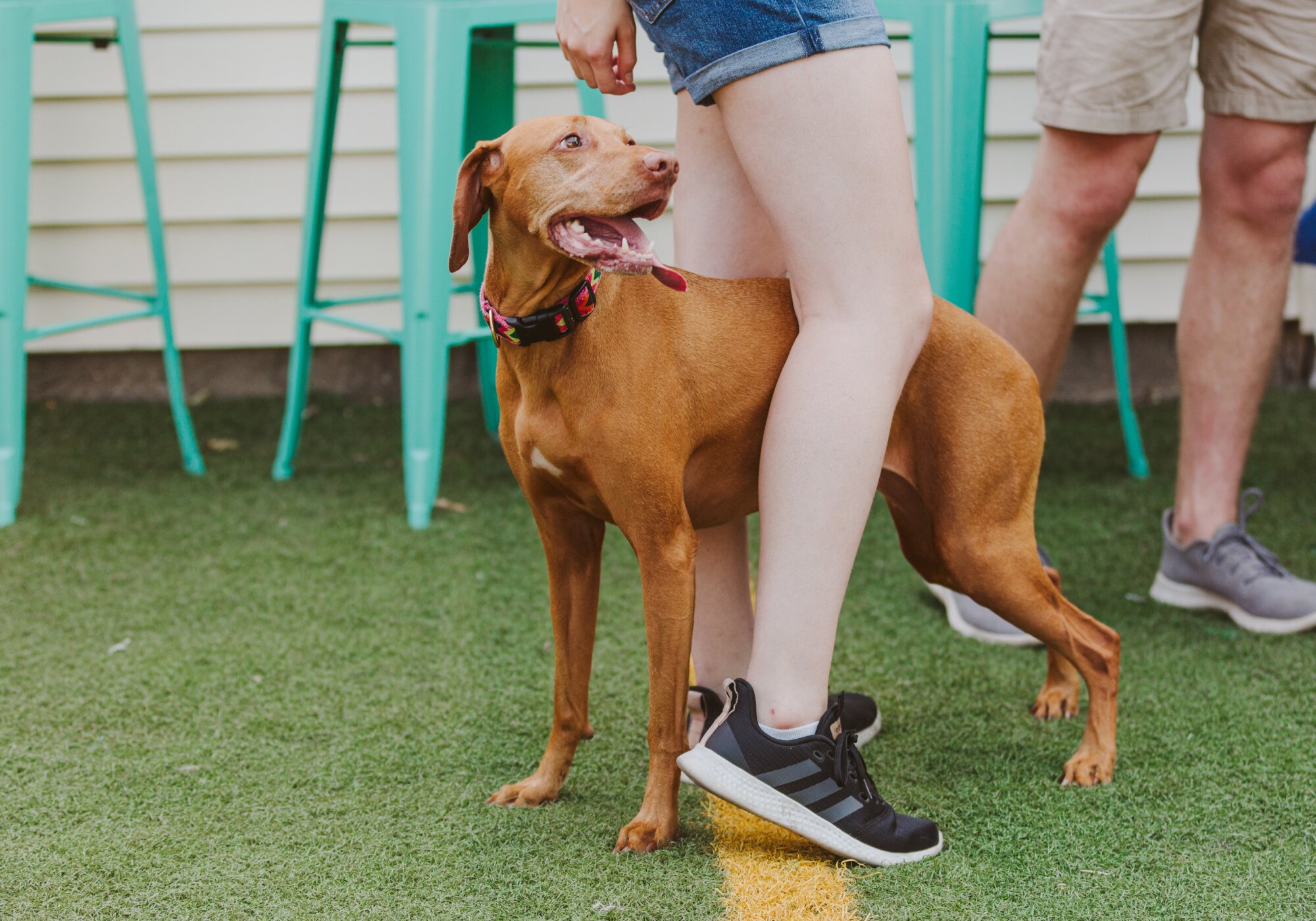 Can Dogs Get Lice? Everything You Should Know About Dog Lice