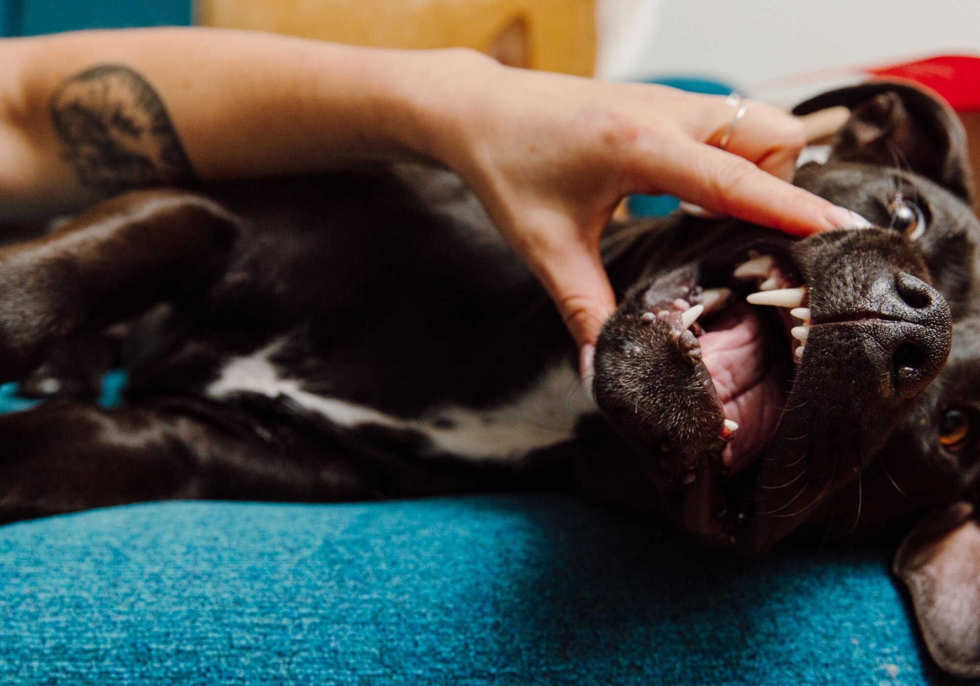 The Ultimate Guide to The Best Dental Products for Dogs