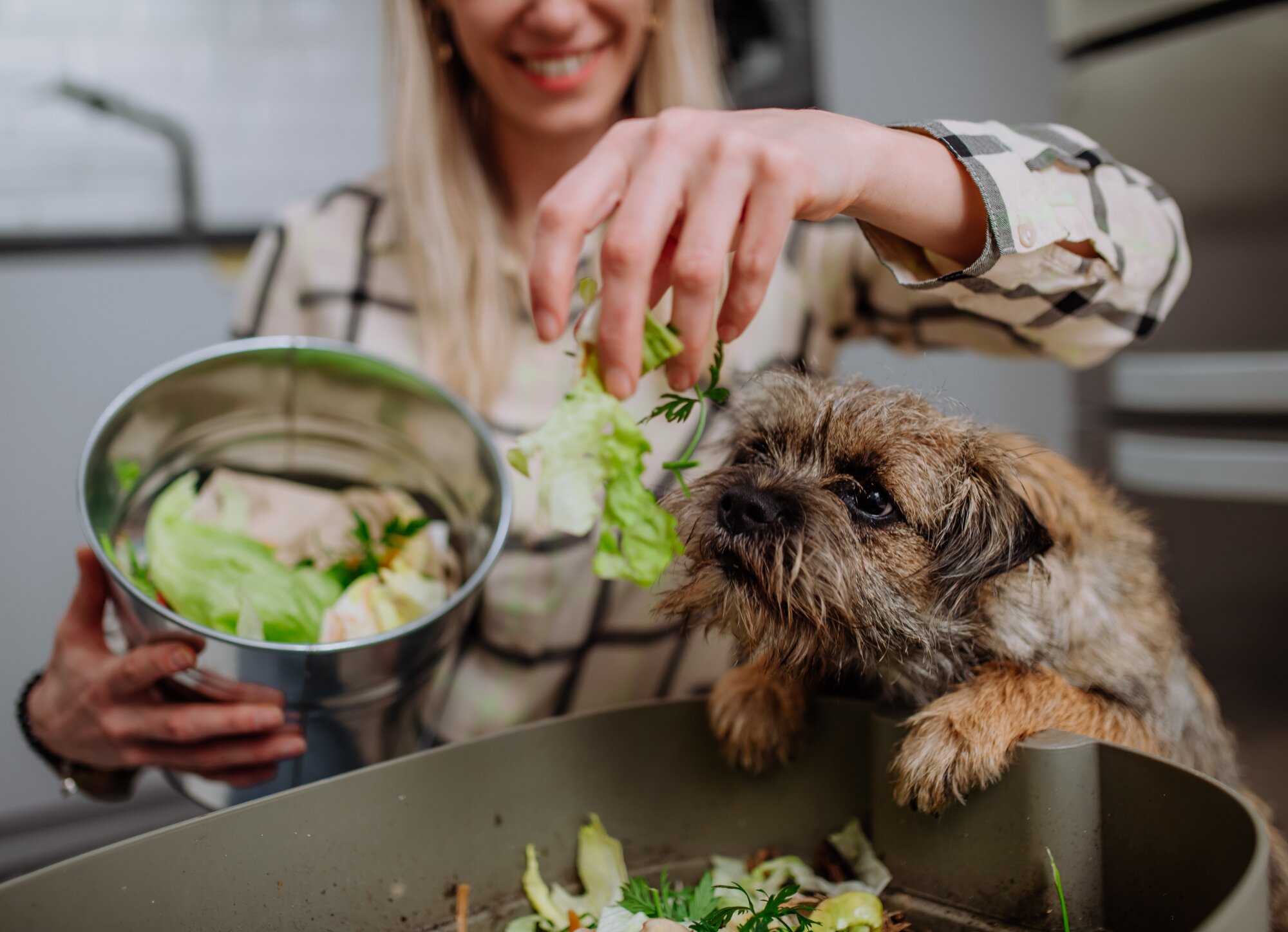 What Veggies Can Dogs Eat (And Which Ones To Avoid)