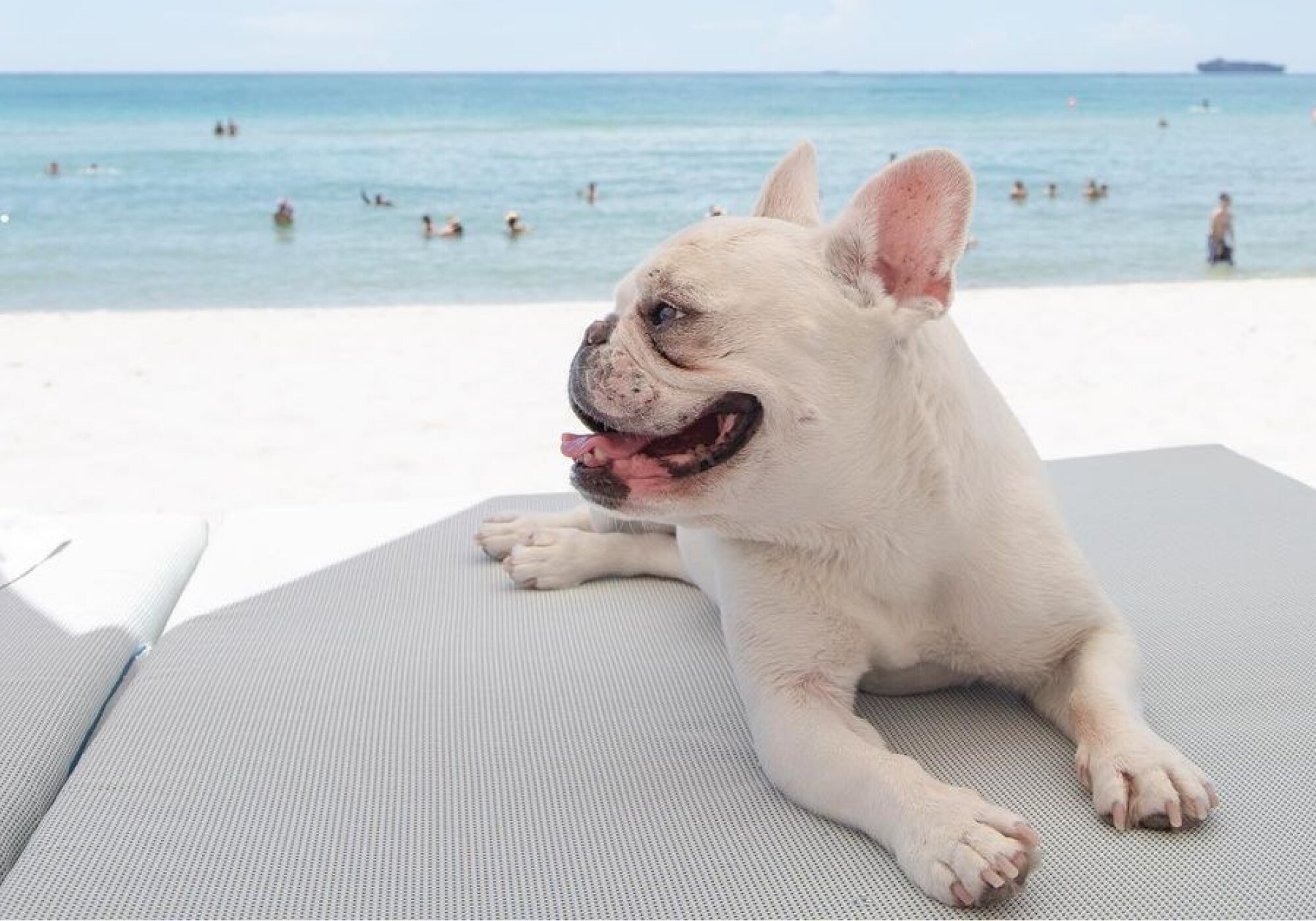 A Guide to Pet-Friendly Vacations in Every State