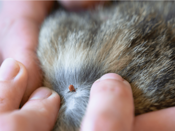 3. Thicker fall coats give fleas more places to hide and thrive. As pets grow their winter fur, the denser coat provides extra cover that makes adult fleas and even “flea dirt” harder to spot. A fuller coat can also reduce a pet’s ability to groom effectively, giving fleas more opportunities to feed and reproduce. On top of that, the insulation from a thick coat keeps fleas comfortably warm, creating the perfect environment for them to thrive — even as outdoor temperatures drop. STOP PESTS BEFORE THEY START