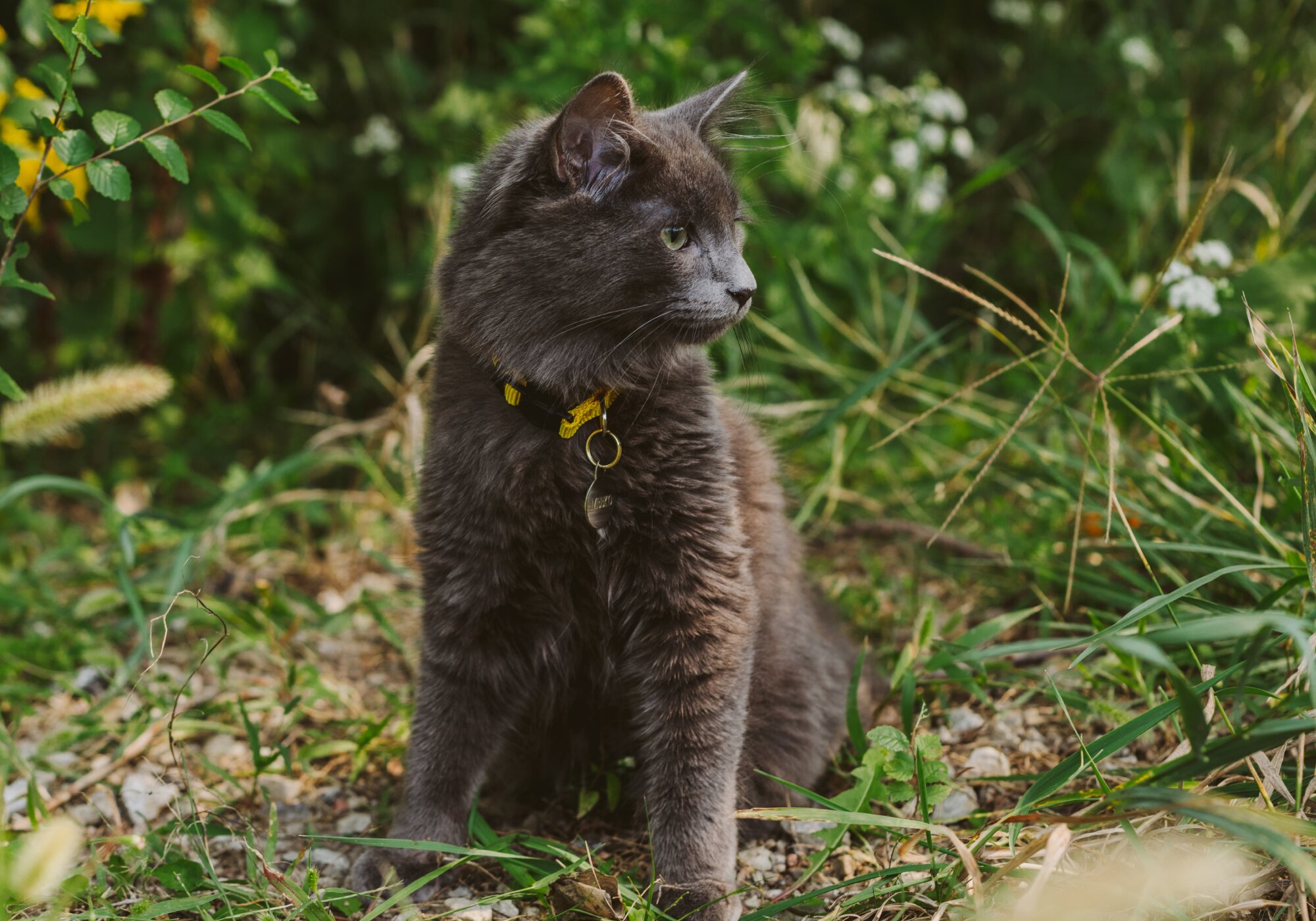 What You Should Know About Ticks on Cats and How to Remove