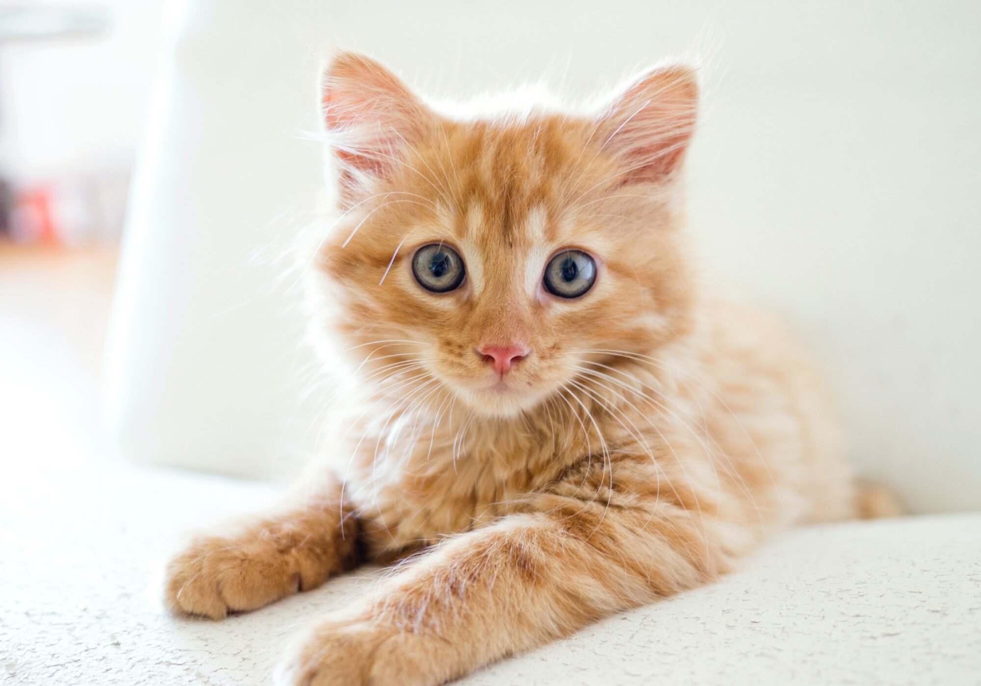 Cat Behavior Explained: Tips for Understanding Your Feline