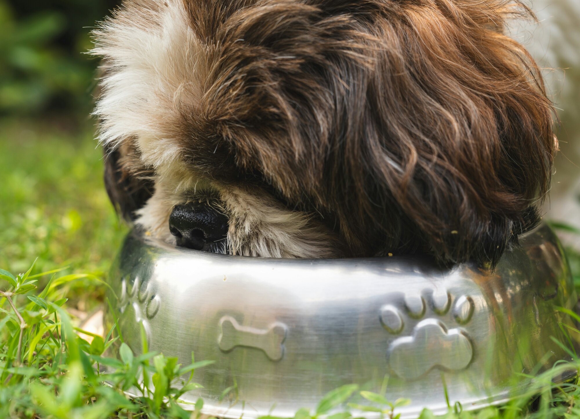 10 Symptoms of Food Allergies in Dogs and How to Treat Them