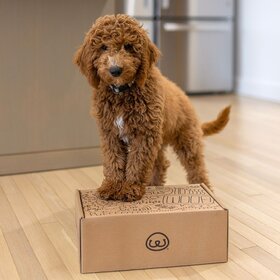 A dog with his PetFriendly subscription box