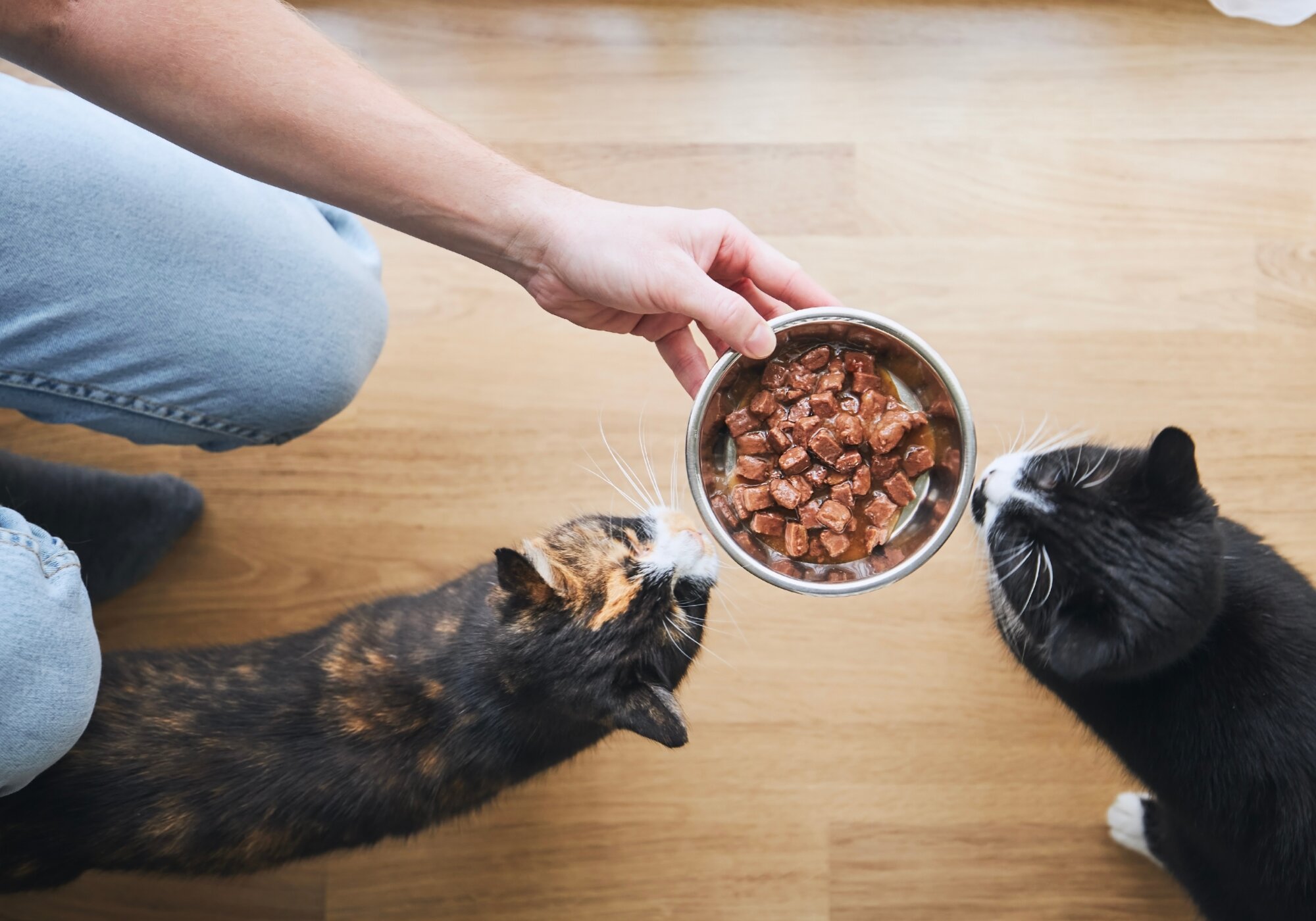 What Vitamins Do Cats Need and Where To Find Them