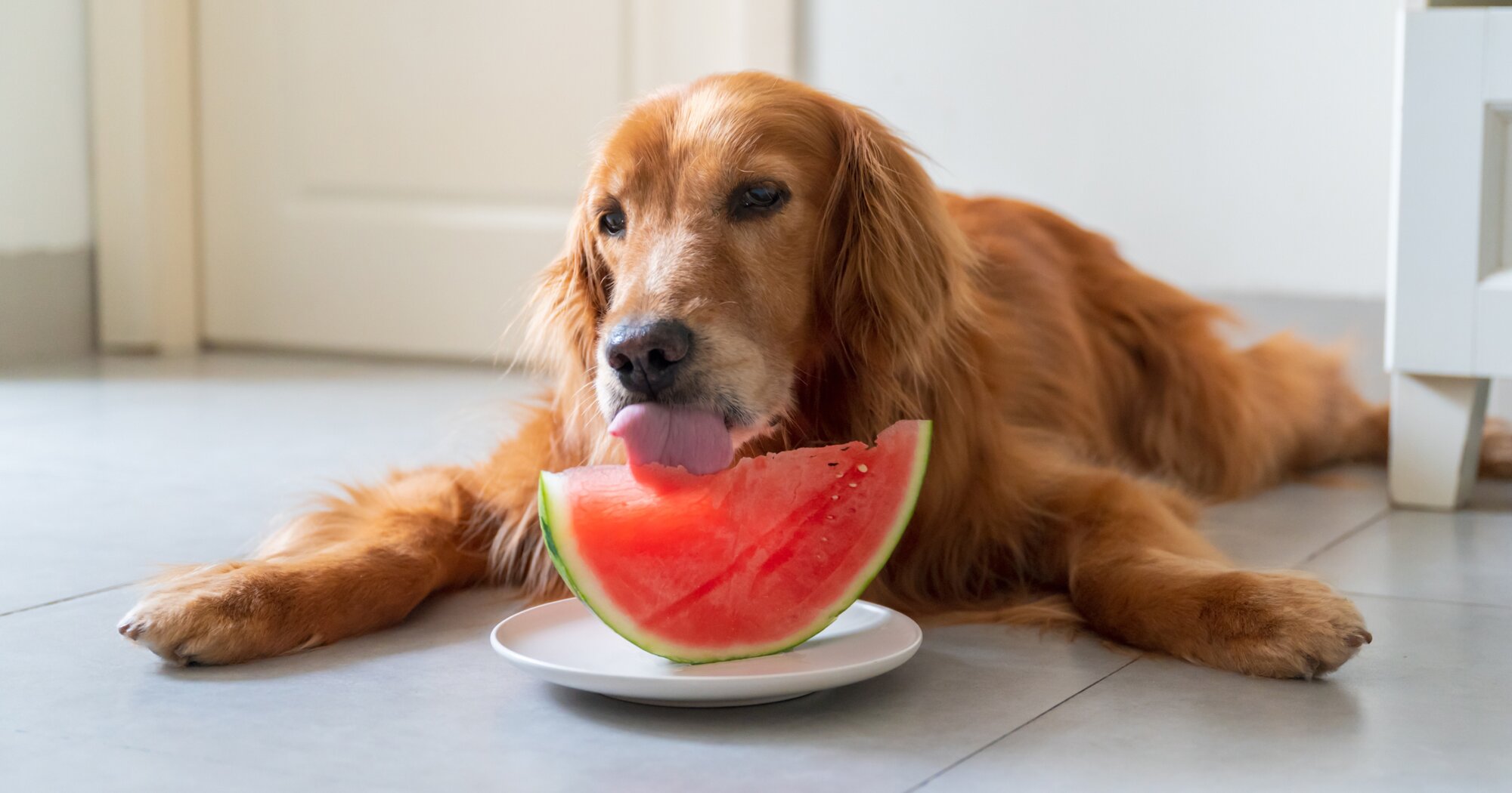 What Fruits Can Dogs Eat (And Which Ones To Avoid)