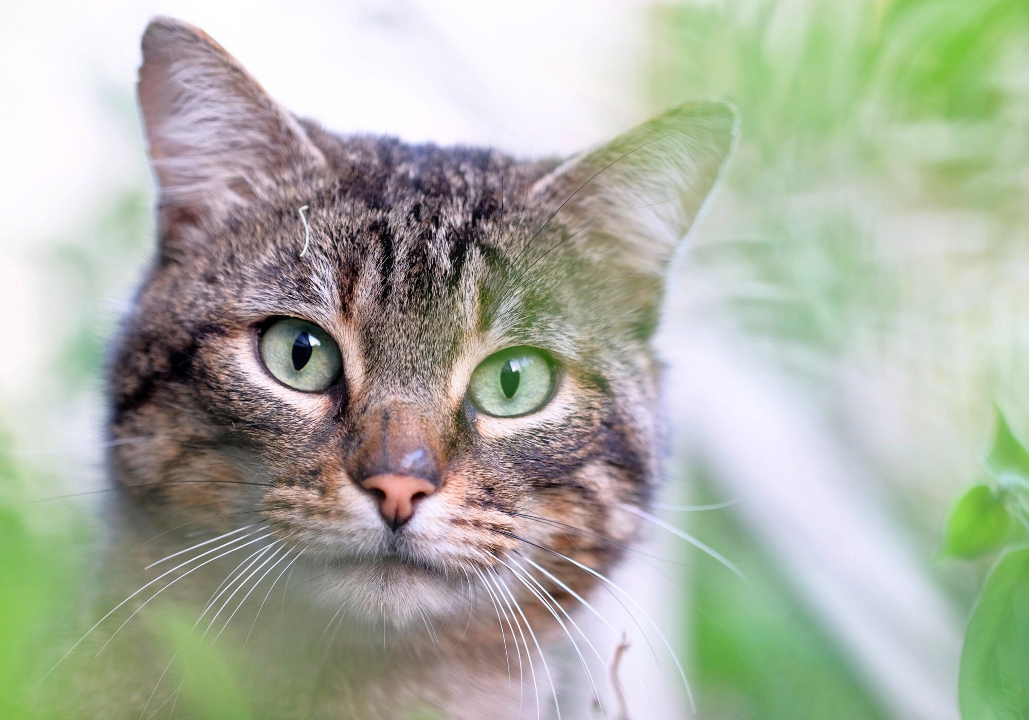 What Plants are Poisonous to Cats, Plus 10 Safe Options