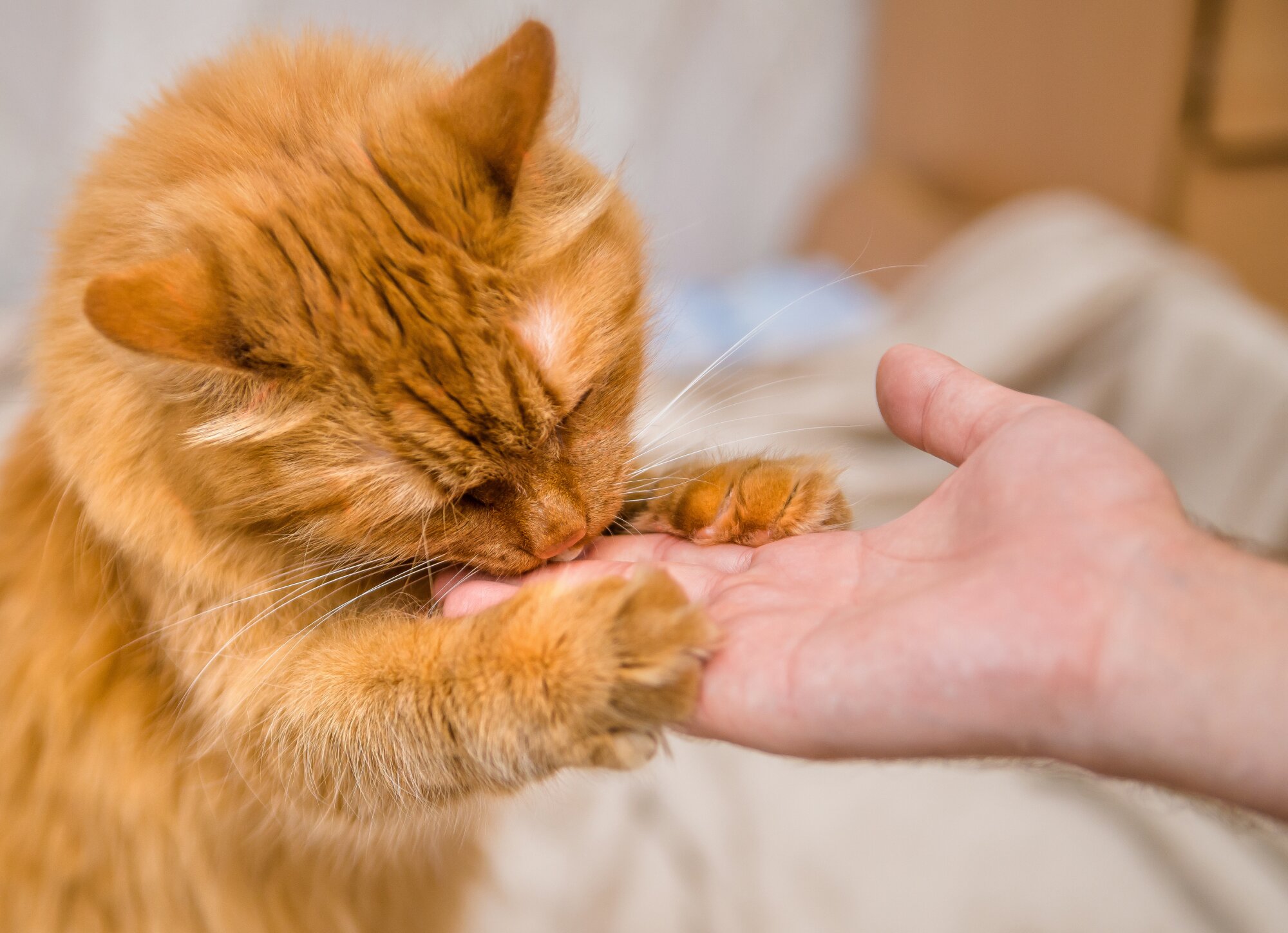 How to Give a Cat a Pill: 8 Expert Tips