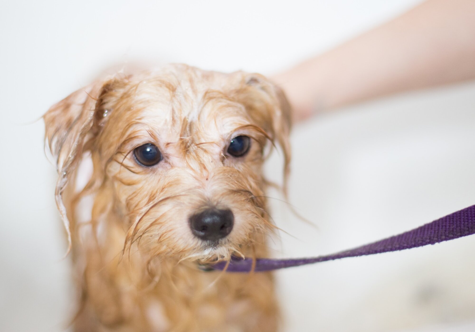 Does Dawn Dish Soap Kill Fleas on Pets: Benefits and Risks