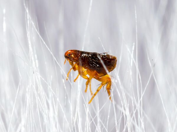 1. Above 50°F? Fleas can breed 12 months a year. Cooler weather doesn’t mean flea season is over—especially in warm, humid regions. Even as fall settles in, fleas stay active well into the “cooler” months. They thrive in temperatures between 70–85°F, are still comfy in the 50°s, and can even survive in temps as low as 37°F when they find a cozy spot indoors or on your pet. For many U.S. states, that means flea season never really ends. KEEP FLEAS AWAY