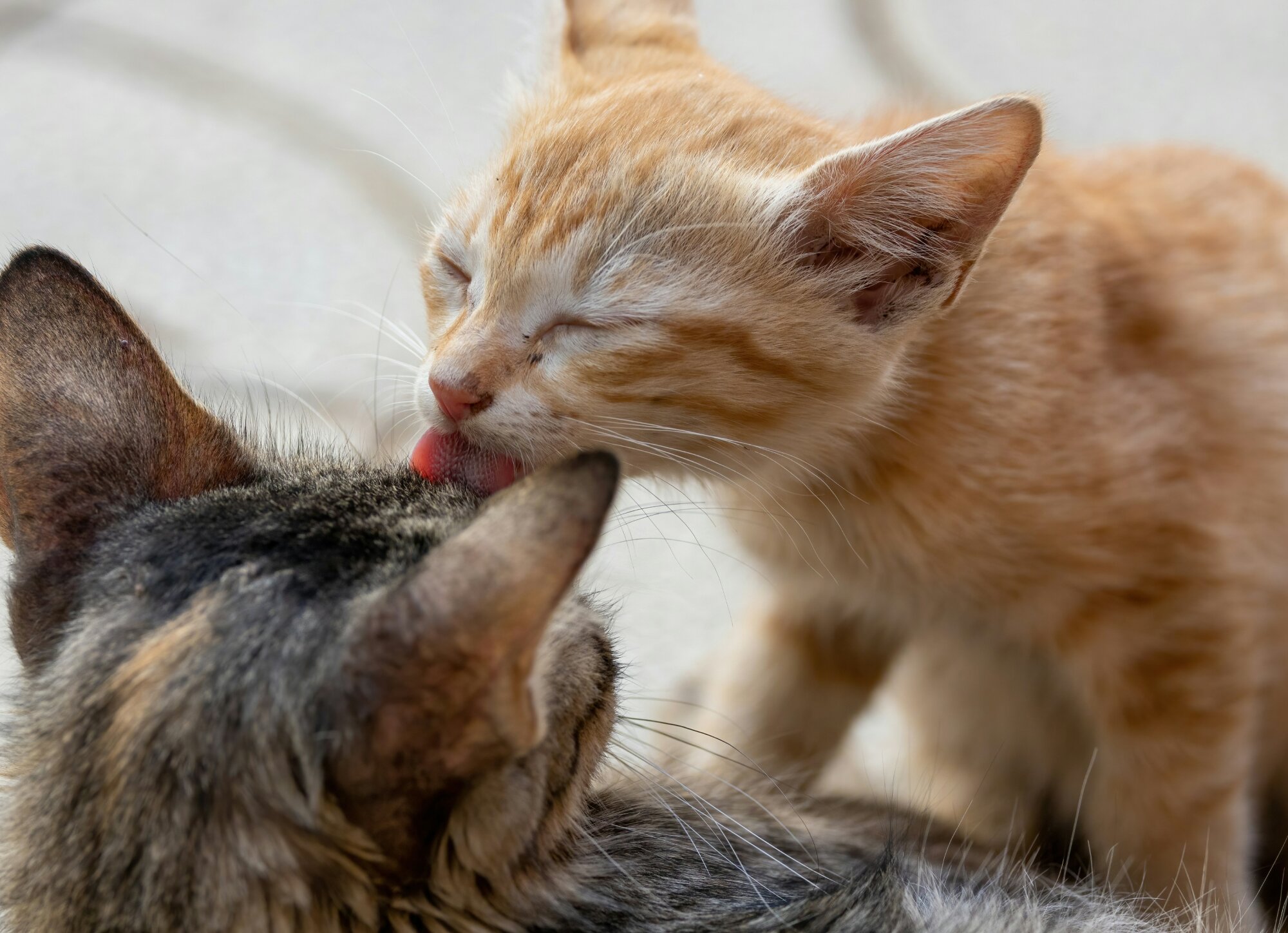 How to Help Cats With Hairballs: Symptoms and Solutions