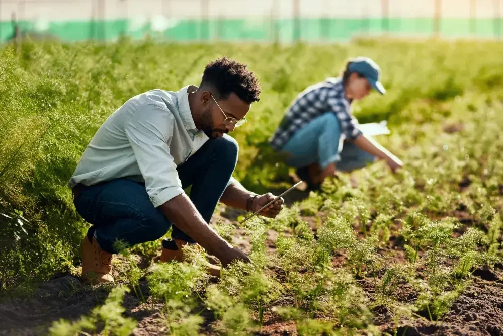 A man and a woman work in a field at their farm as they discuss whether to make their business an LLC or S corporation.