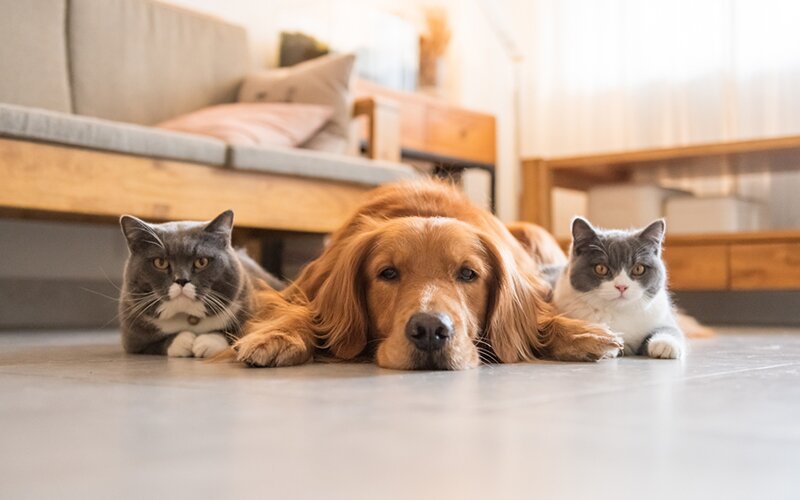 An image of a dog in between two cats, lying on the floor and relaxing.