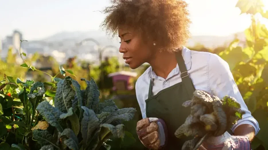 The owner of an organic farm picks lettuce. There are several taxes that an LLC will need to consider, even though Florida is typically considered a tax-freindly state
