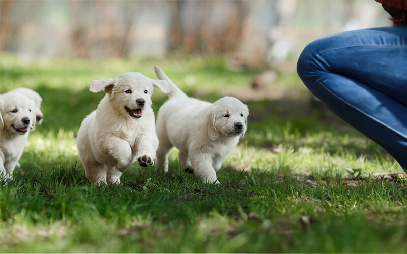 An image of 3 labrador puppies happily running towards their owner.