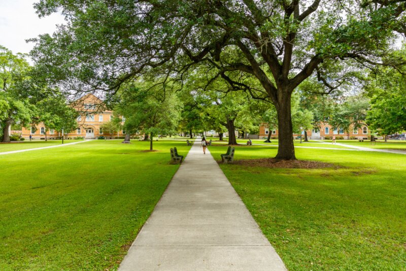 A college campus with a very large tree overhaning a sidewalk. 
