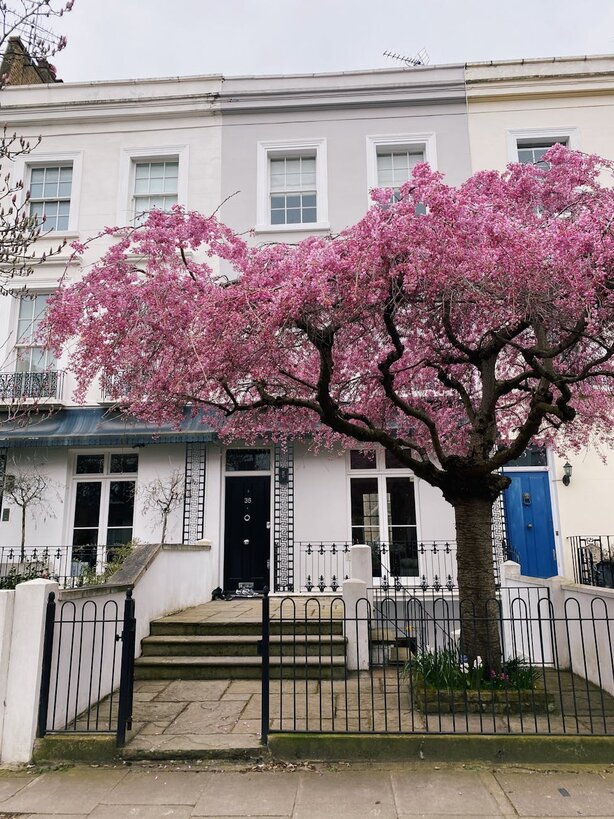 front door of house with pink tree