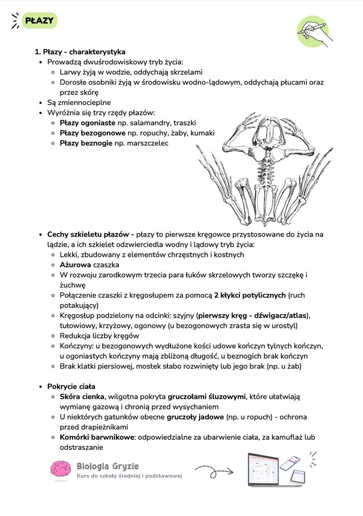 Szkielet żaby: ażurowa czaszka, kręgosłup z urostylem i wydłużone kości kończyn tylnych.