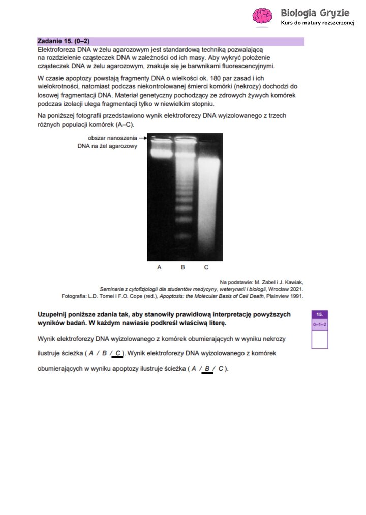 Zadanie maturalne z biologii ze zdjęciem wyniku elektroforezy DNA, do analizy wzorów fragmentacji DNA w apoptozie i nekrozie.