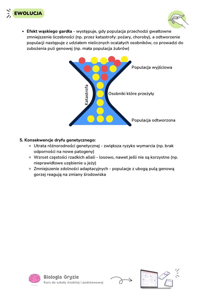 Schemat efektu wąskiego gardła (bottleneck effect) pokazujący populację wyjściową, katastrofę i populację odtworzoną z nielicznych osobników.