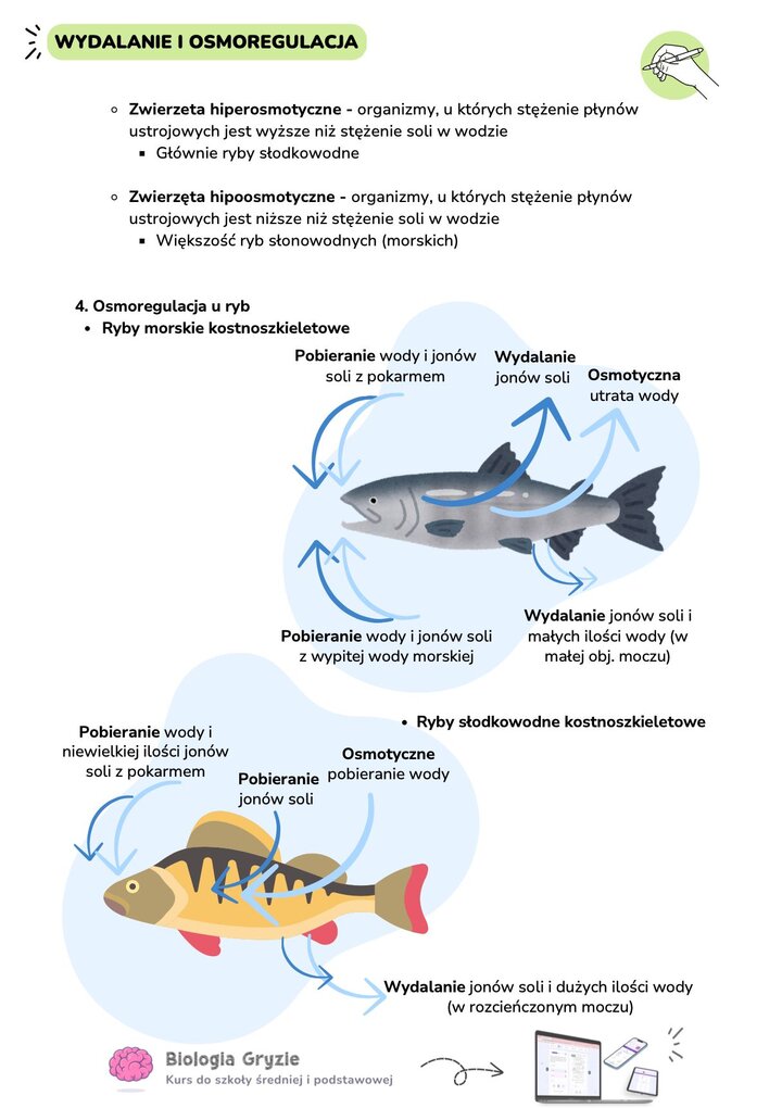 Infografika przedstawiająca mechanizmy osmoregulacji u ryb. Górny rysunek pokazuje rybę morską tracącą wodę osmotycznie i pijącą wodę słoną. Dolny rysunek przedstawia rybę słodkowodną z osmotycznym napływem wody i wydalaniem dużej ilości moczu.