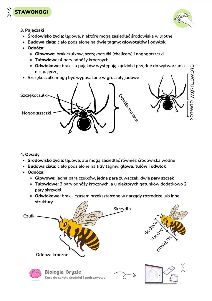 Porównanie tagm stawonogów: budowa pająka (pajęczaki) oraz pszczoły (owady) z zaznaczeniem tagm i odnóży.