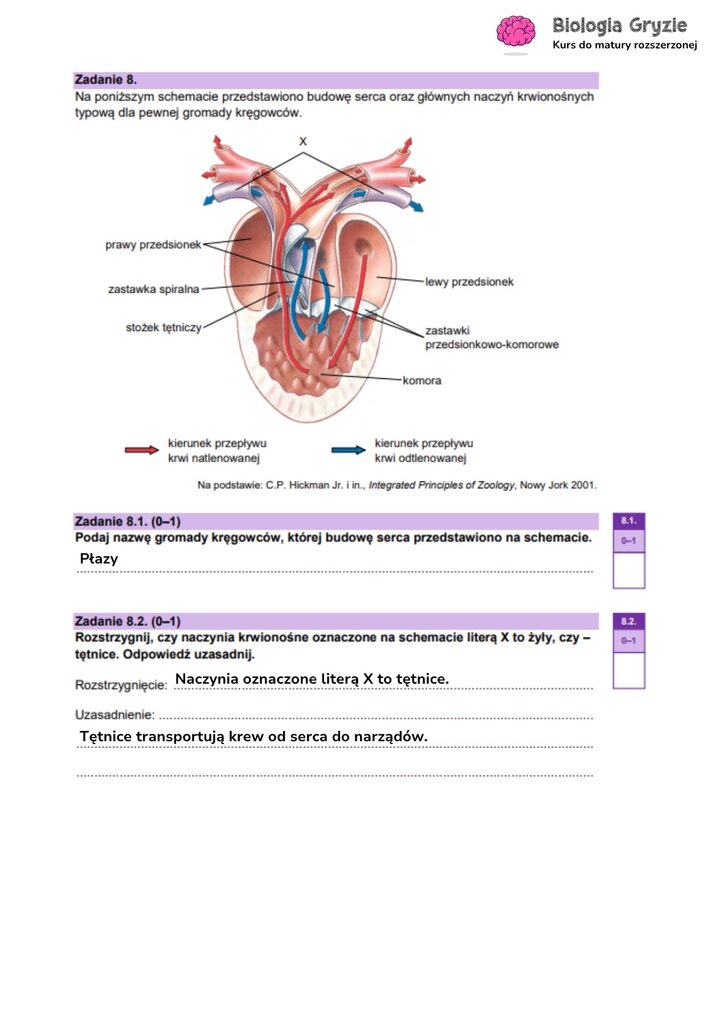 Zadanie maturalne z biologii ze schematem budowy serca płaza, do analizy budowy i funkcjonowania układu krwionośnego kręgowców.