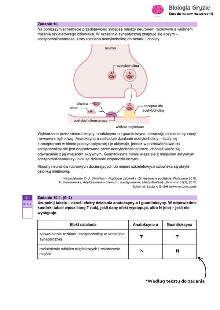 Zadanie maturalne z biologii ze schematem synapsy nerwowo-mięśniowej, do analizy działania neuroprzekaźników i toksyn.
