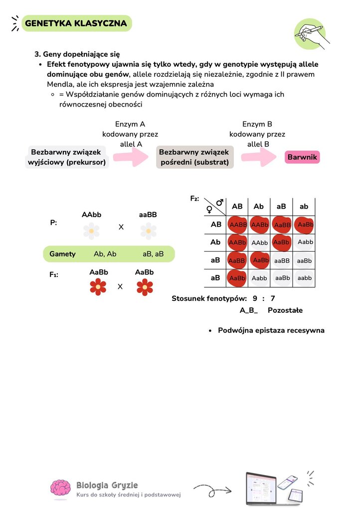 Schemat działania genów dopełniających się w szlaku metabolicznym. Ilustracja pokazuje drogę od bezbarwnego prekursora przez enzymy A i B do powstania finalnego barwnika.