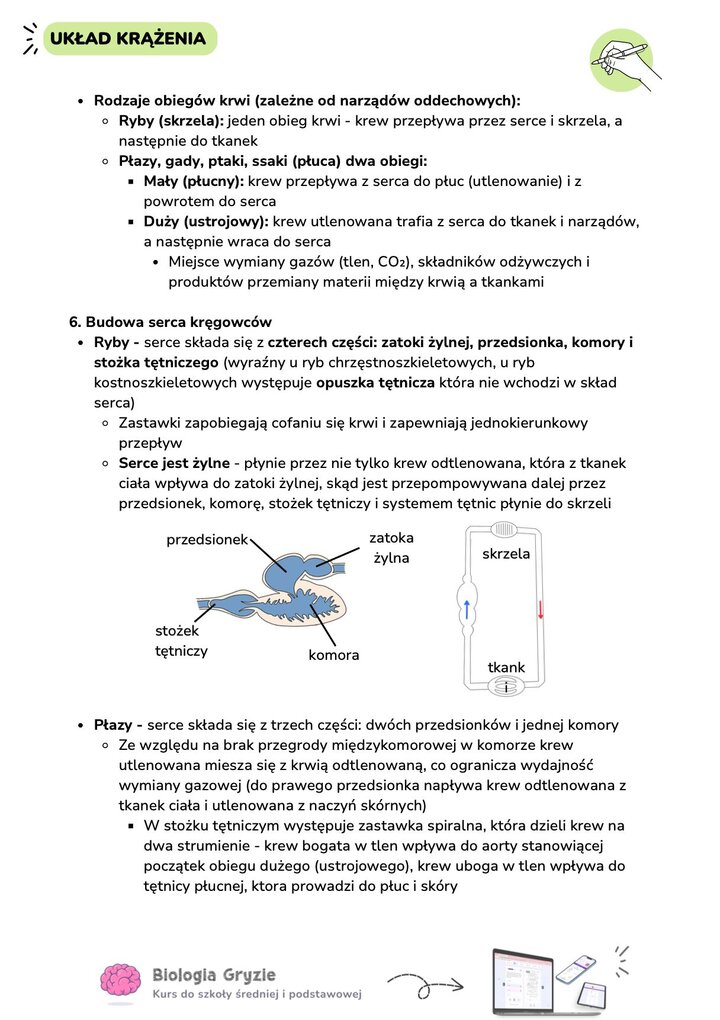Porównanie obiegów krwi u kręgowców oraz budowa serca ryb i płazów. Zawiera schemat serca ryby z opisem zatoki żylnej, przedsionka, komory i stożka tętniczego oraz wyjaśnienie mechanizmu mieszania się krwi w komorze serca płazów.