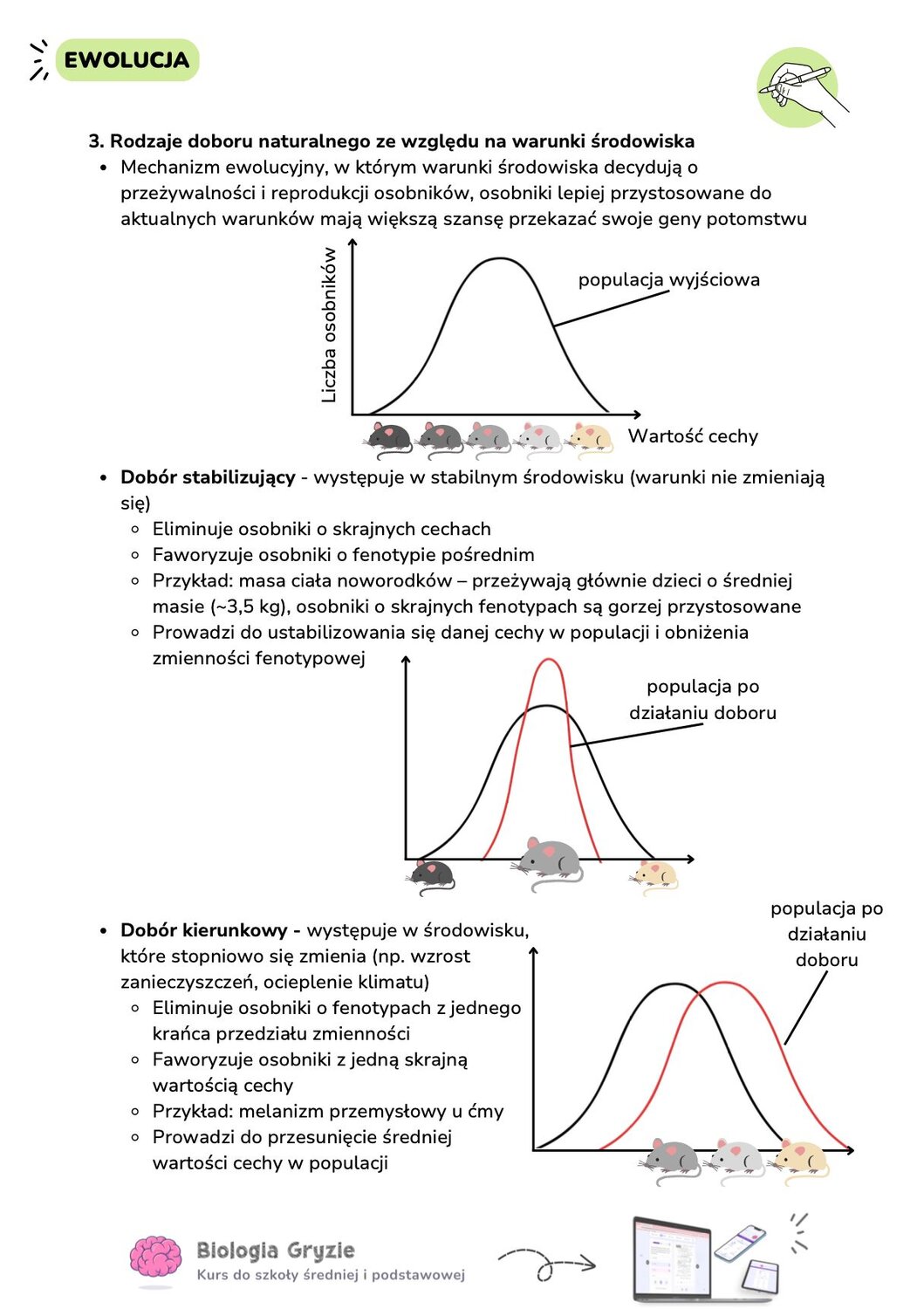 Wykres krzywej Gaussa przedstawiający populację wyjściową oraz ilustracje myszy o różnym ubarwieniu. Sekcja opisuje dobór stabilizujący (masa ciała noworodków) i dobór kierunkowy (melanizm przemysłowy).