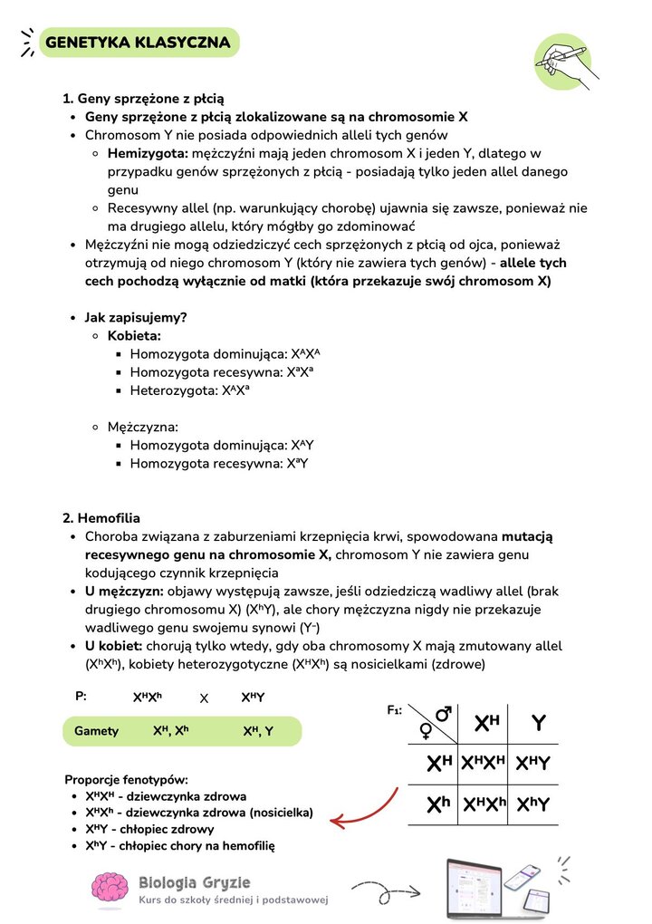 Tabela krzyżówki genetycznej (szachownica Punnetta) przedstawiająca dziedziczenie hemofilii u potomstwa zdrowego ojca i matki nosicielki. Widoczne symbole chromosomów XH, Xh oraz Y.