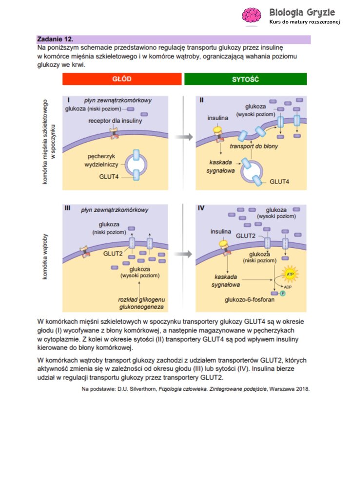 Zadanie maturalne z biologii ze schematem regulacji transportu glukozy przez insulinę w komórkach mięśni i wątroby.