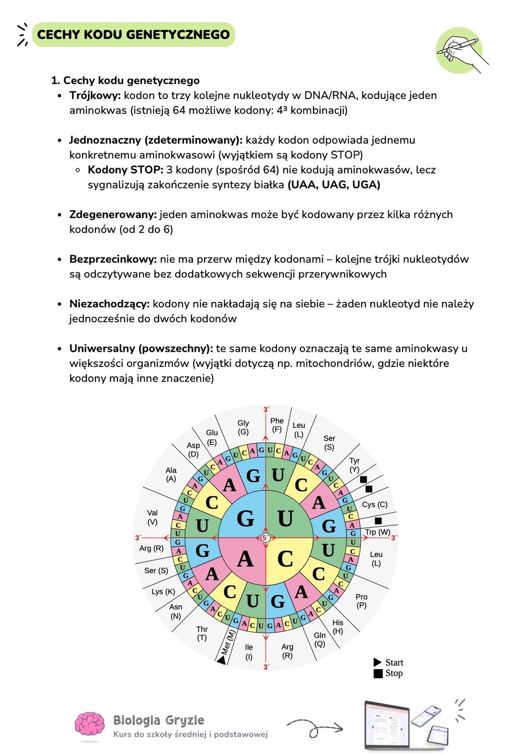 Infografika z biologii przedstawiająca cechy kodu genetycznego: trójkowy, jednoznaczny, zdegenerowany, bezprzecinkowy, niezachodzący i uniwersalny. Na grafice znajduje się również kołowy schemat kodonów (tarcza kodu genetycznego) pozwalający na odczytanie, jakie aminokwasy (np. Gly, Phe, Leu) odpowiadają danym sekwencjom nukleotydów.