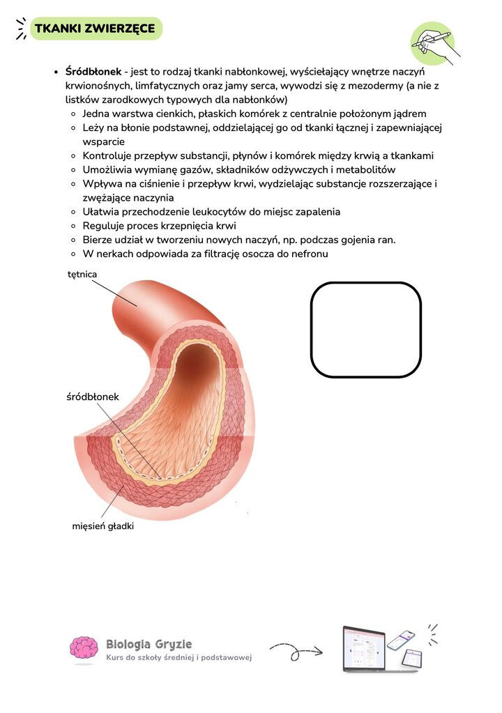 Notatki Biologia Gryzie: Budowa i funkcje śródbłonka, pochodzenie mezodermalne i charakterystyka tkanki.